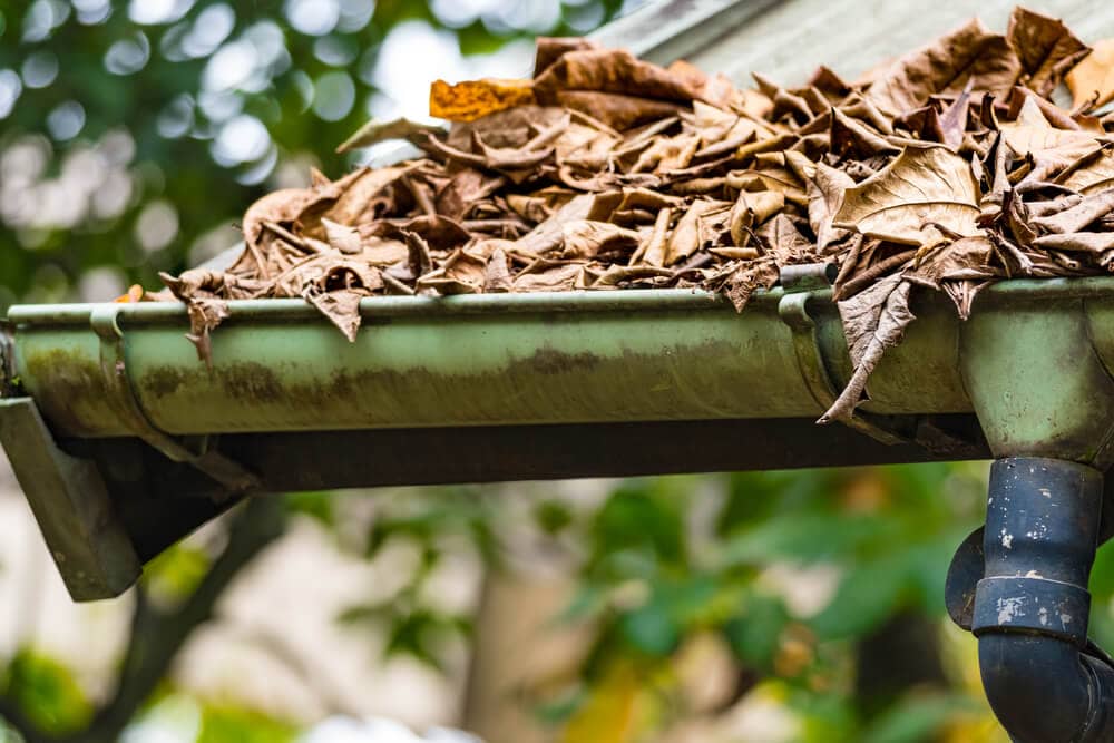 Dirty roof gutter overflowing with a pile of dried leaves