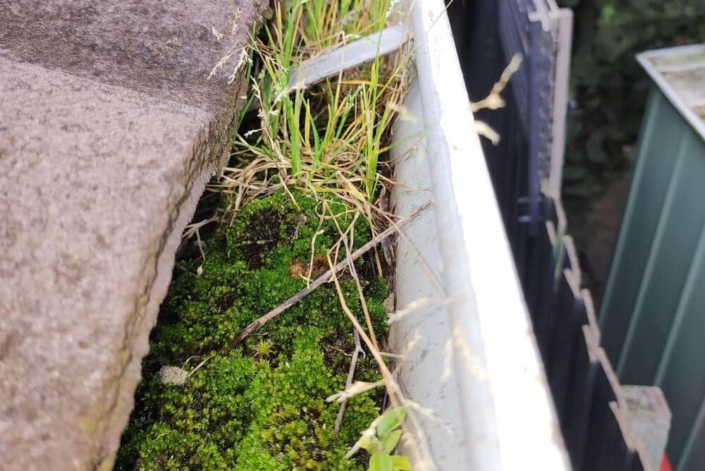 closeup of a gutter with moss and small plants growing