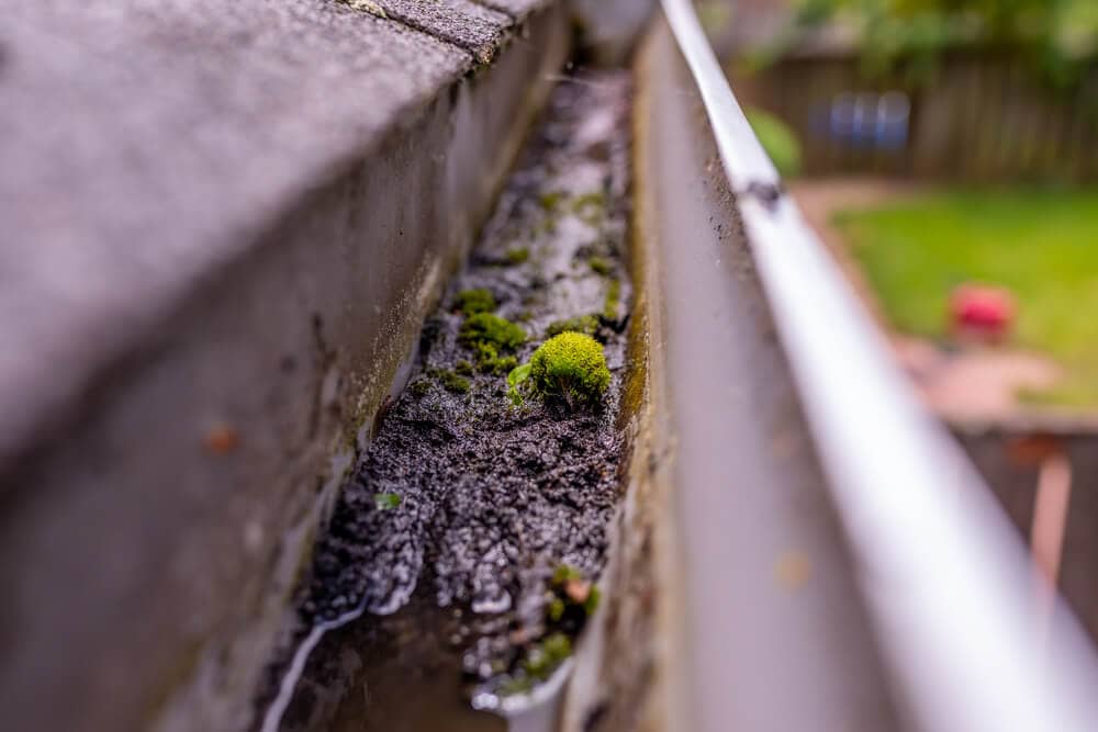 closeup of clogged gutter with growing moss